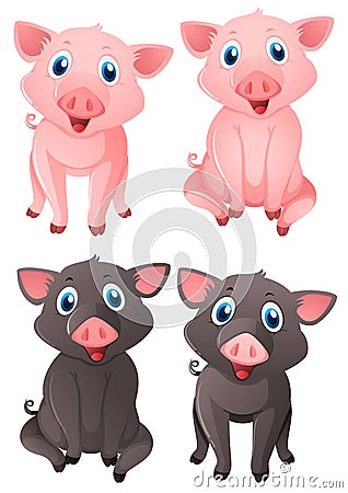 Pink and black pigs Vector Illustration