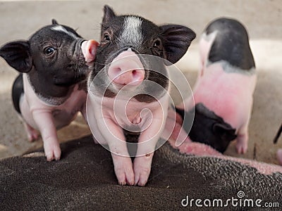 Pink and black pigs kissing showing love and friendship Stock Photo