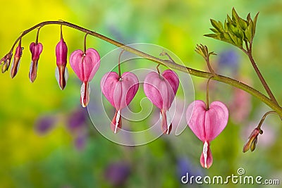 Pink Bleeding Heart Flowers Stock Photo