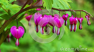 Pink Bleeding Heart Flowers Dicentra Stock Photo