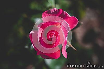 Pink bloomed garden rose on a blurred background Stock Photo
