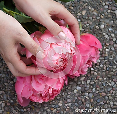 Pink bloomed peony in hands. Stock Photo