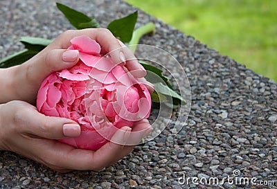 Pink peony in hands. Stock Photo