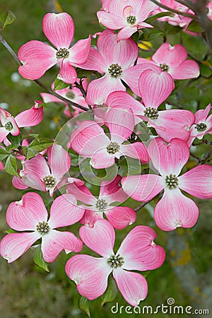 Pink blooming cornus kousa dogwood bush at springtime Stock Photo