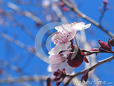 Pink blooming flower Stock Photo