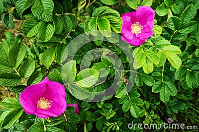 Pink blooming flowers of climbing Rosa canina shrub, commonly known as the dog rose or wild rose growing on dunes at the seaside. Stock Photo