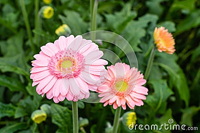 Pink blooming Gerbera plants with a yellow heart Stock Photo