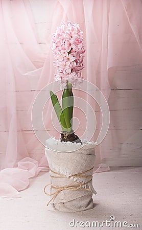 Pink blooming hyacinth Stock Photo