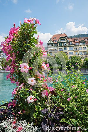 Pink blooming mandevilla creeper plant, flower decoration in a trough at aare riverside Stock Photo