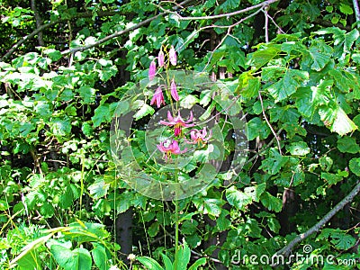 Pink blooming martagon lily Stock Photo