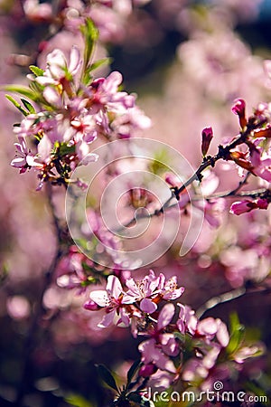 Pink blooming ornamental shrub Almonds Low Stock Photo