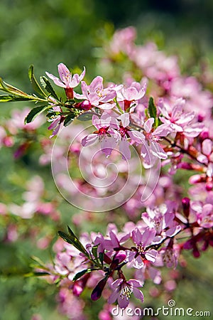 Pink blooming ornamental shrub Almonds Low Stock Photo