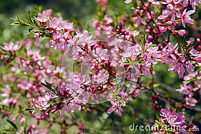 Pink blooming ornamental shrub Almonds Low Stock Photo