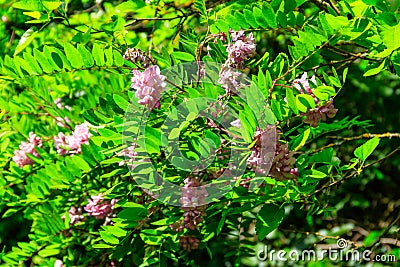 Pink blooming Robinia hispida, known as bristly locust, rose-acacia, or moss locust Stock Photo