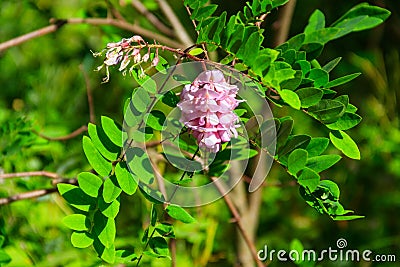 Pink blooming Robinia hispida, known as bristly locust, rose-acacia, or moss locust Stock Photo