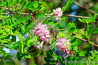 Pink blooming Robinia hispida, known as bristly locust, rose-acacia, or moss locust Stock Photo