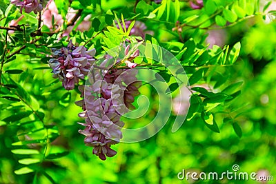 Pink blooming Robinia hispida, known as bristly locust, rose-acacia, or moss locust Stock Photo