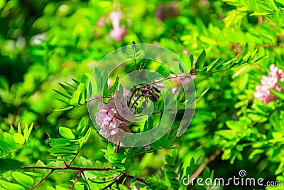 Pink blooming Robinia hispida, known as bristly locust, rose-acacia, or moss locust Stock Photo