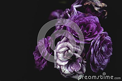 Purple blooming roses close up, bush flowers as dark floral botanical mysterious background backdrop wallpaper Stock Photo