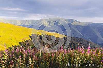 Pink blooming Sally flowers covered mountains meadow Stock Photo