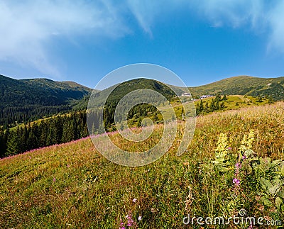 Pink blooming Sally and yellow hypericum flowers on summer mountain slope Stock Photo