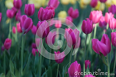 Pink blooming tulips grow up in the garden Stock Photo