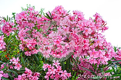 Pink blooms of Nerium oleander shrub over white background, subtropical toxic plants Stock Photo