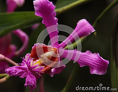 The pink blooms of a Sobralia dichotomo Stock Photo