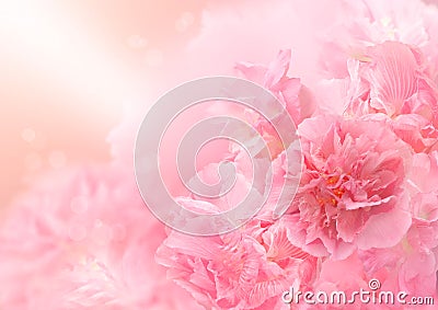 Pink blossom background, Abstract big flower, Beautiful flower Stock Photo