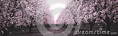 Pink Blossom Orchard in Black and White Stock Photo