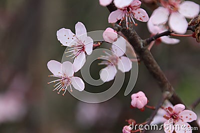 Pink blossom at the prunus Accolade in the spring season Stock Photo