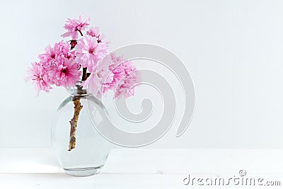 Pink Blossom styled stock photography Stock Photo