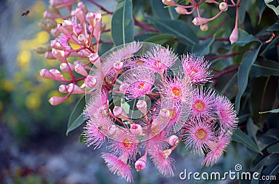 Pink blossoms of Australian native Corymbia gum tree Stock Photo