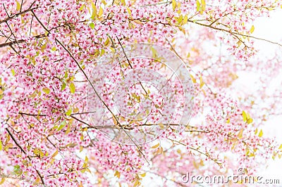 Pink blossoms on the branch with blue sky during spring blooming Stock Photo