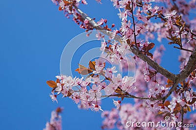 Pink blossoms on the branch with blue sky during spring blooming. Stock Photo