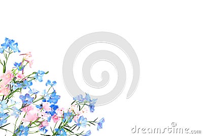 Pink and Blue Delphinium Wildflower Background Stock Photo