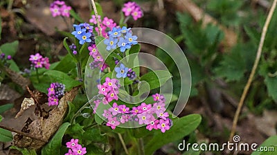 Pink and blue forget me not flowers Stock Photo