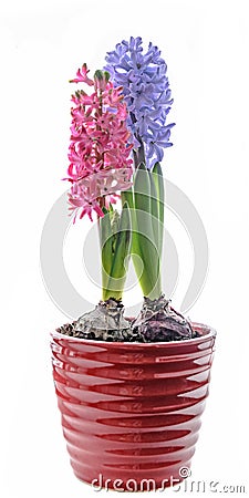 Pink, blue Hyacinthus orientalis, garden hyacinth flowers, bulbs Stock Photo