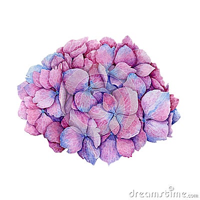 Pink and blue hydrangea flower watercolor illustration. Close up realistic image of beautiful garden flower. Hand drawn hortensia. Cartoon Illustration