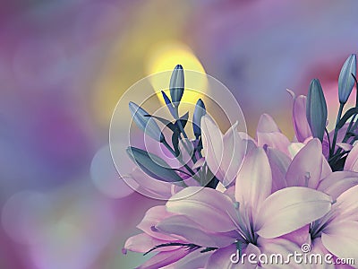 Pink-blue lilies flowers,on the bright blurred background with round yellow, blue,purple highlights. Closeup. Bright floral co Stock Photo