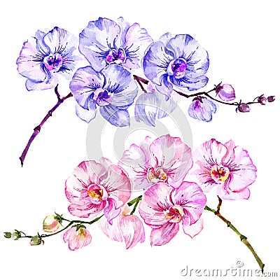 Pink and blue moth orchid Phalaenopsis flowers. Set of two images. Isolated on white background. Watercolor painting. Cartoon Illustration