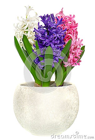 Pink, blue and white hyacinth in pot Stock Photo