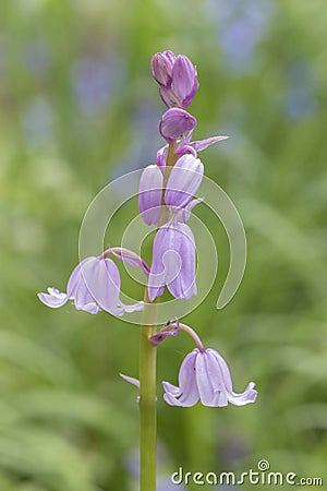 A pink bluebell Stock Photo