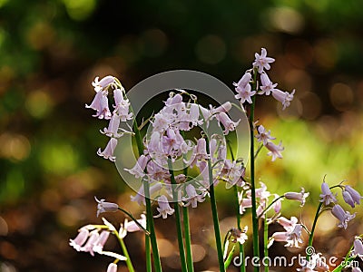 Pink bluebell wildflowers growing in woodland on sunlight bokeh background Stock Photo