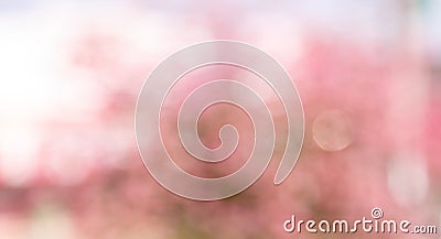 Pink blur bokeh background Stock Photo