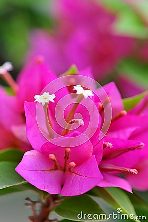 Pink bougainvillea Stock Photo