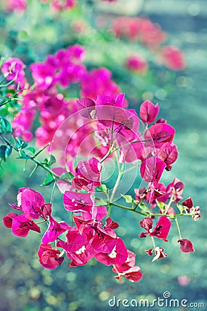 Pink bougainvillea. Stock Photo