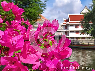 Pink Bougainvillea along the canel Stock Photo