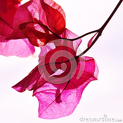 Pink Bougainvillea blossoms Stock Photo