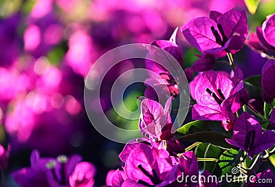 Pink Bougainvillea blossoms Stock Photo